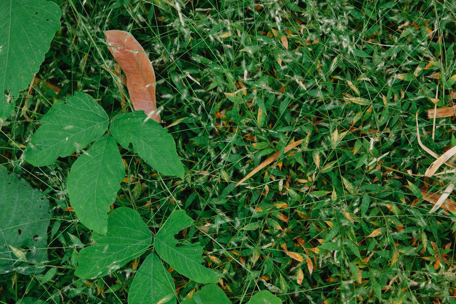 5 Steps To A Higher Garden And Backyard