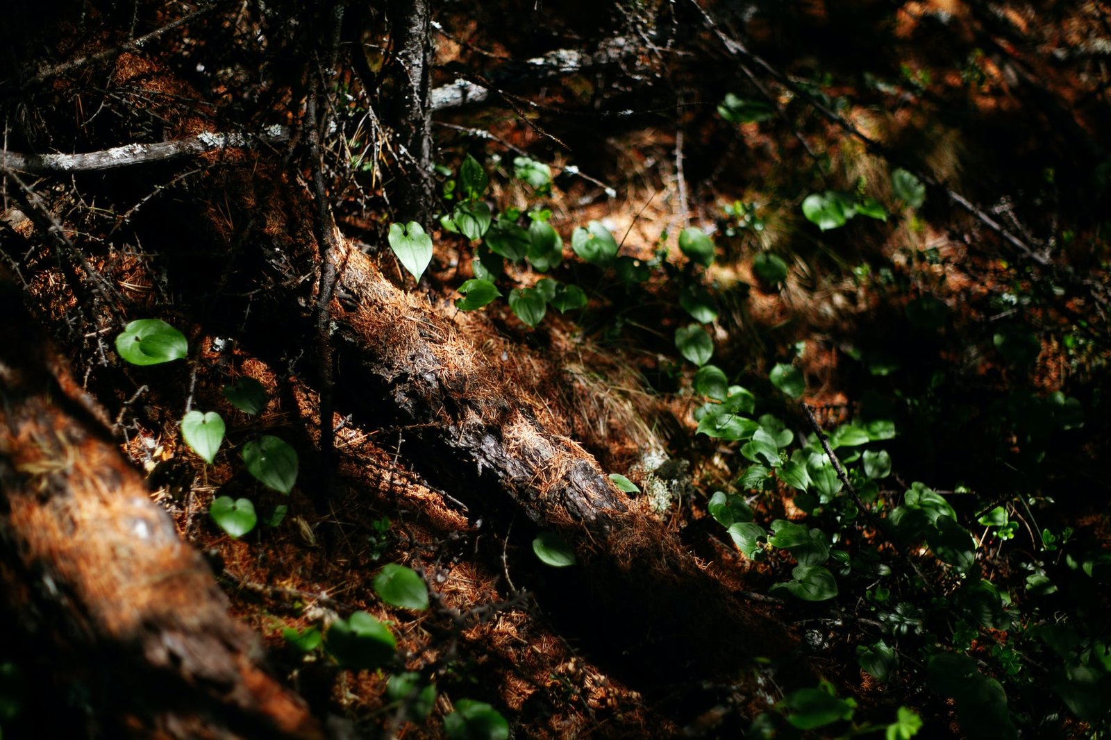 best garden maintenance