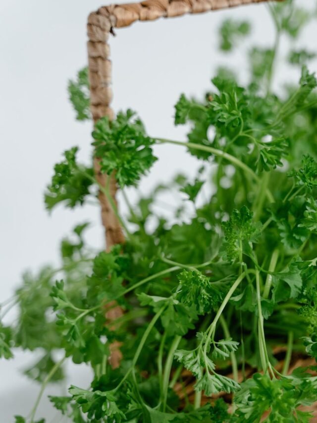 How to  place your chosen plants