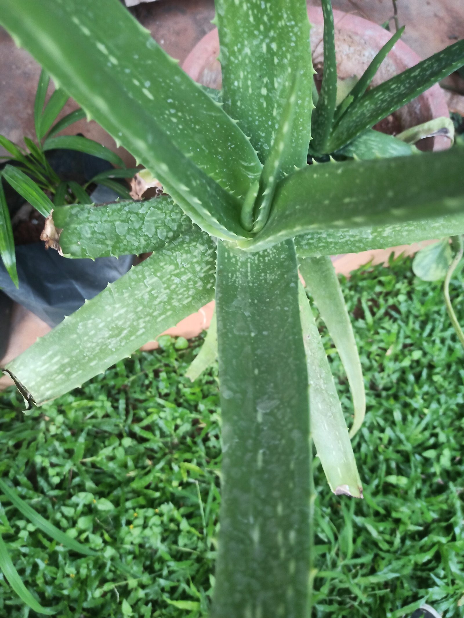 Aloe Vera plant