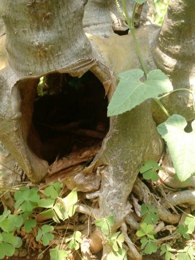 Landscape design & Garden ideas