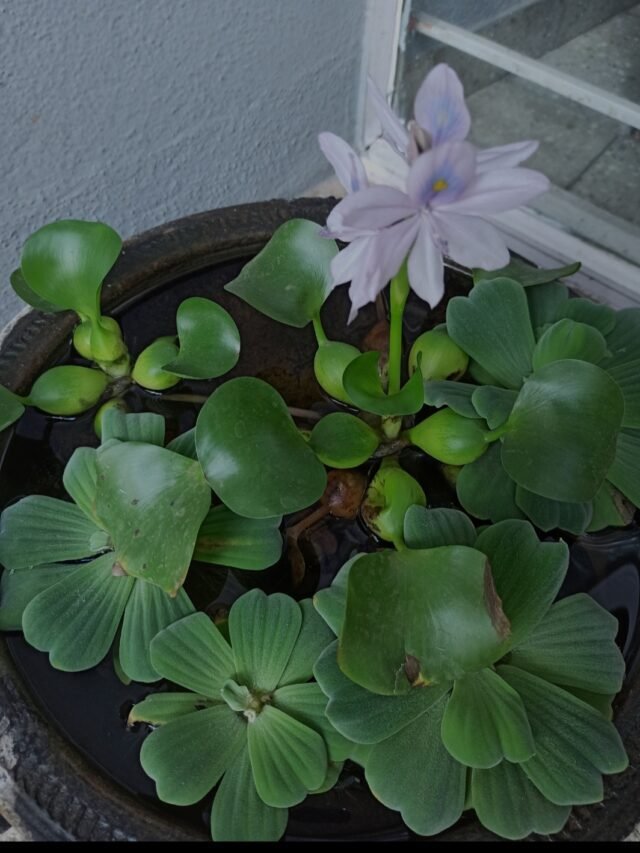 sample of landscape design