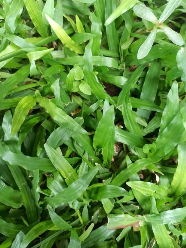 organic gardening issues