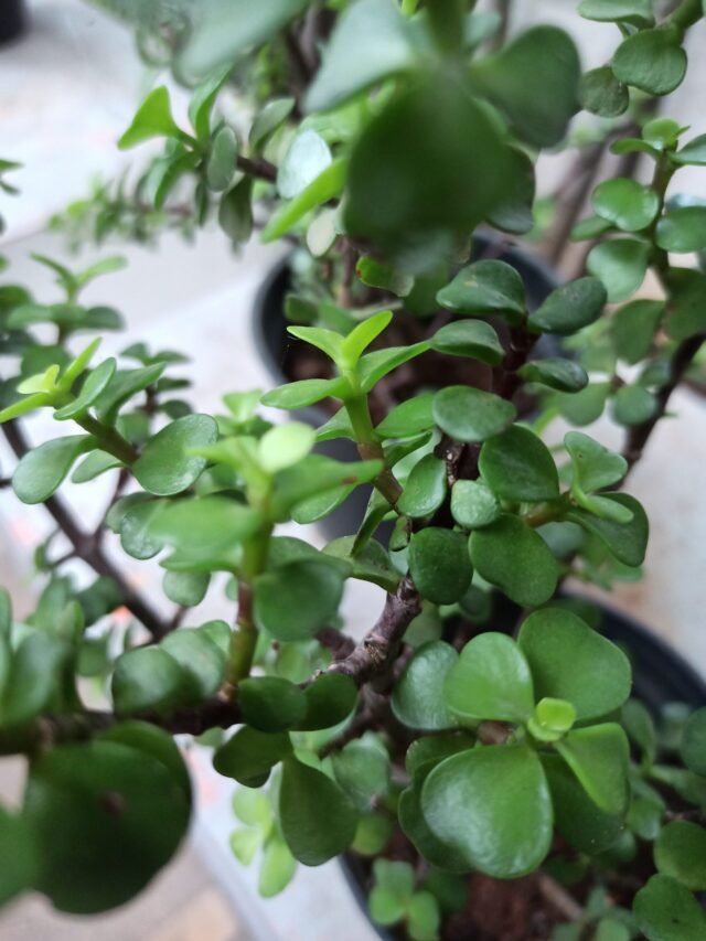 jade plants