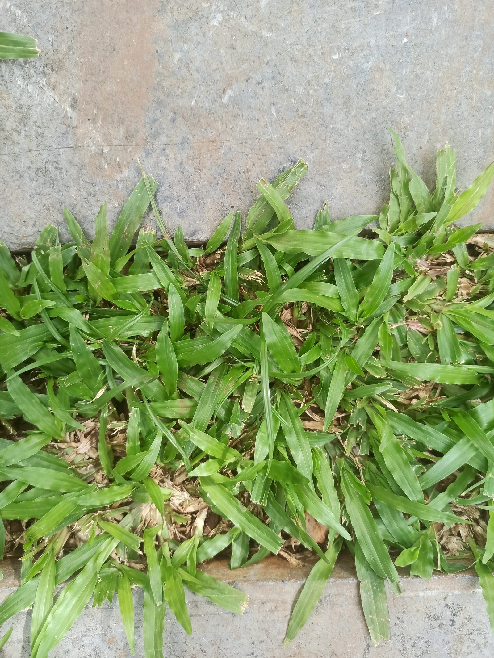 What is crevice gardening?