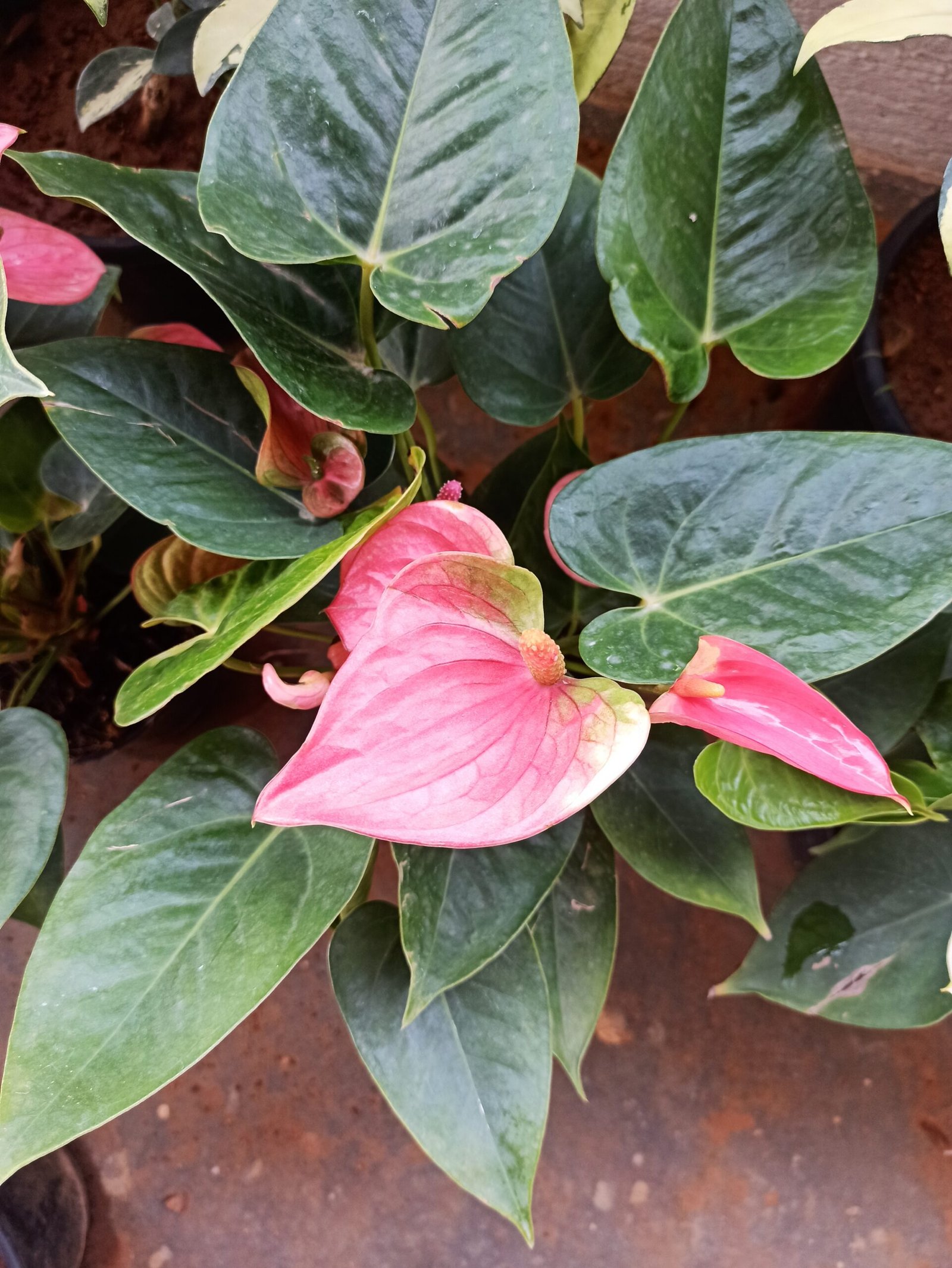 Sensory Gardens