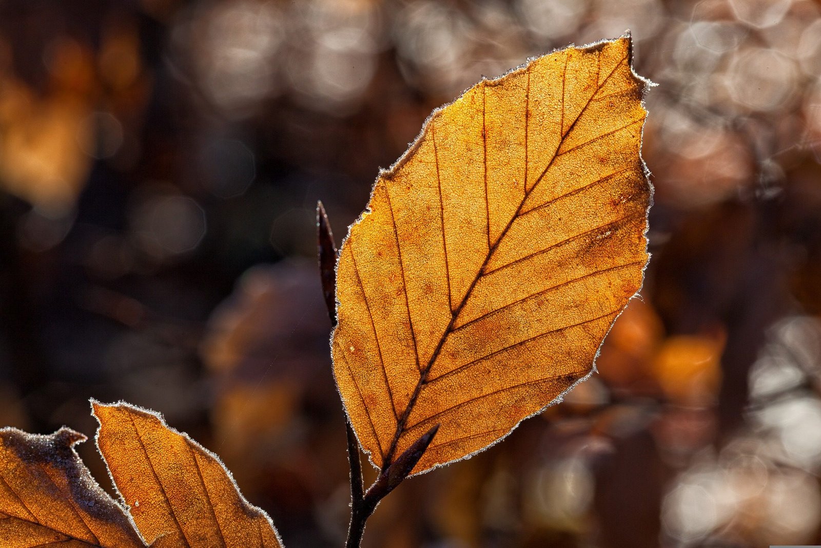 Tips for successful fall yard planting