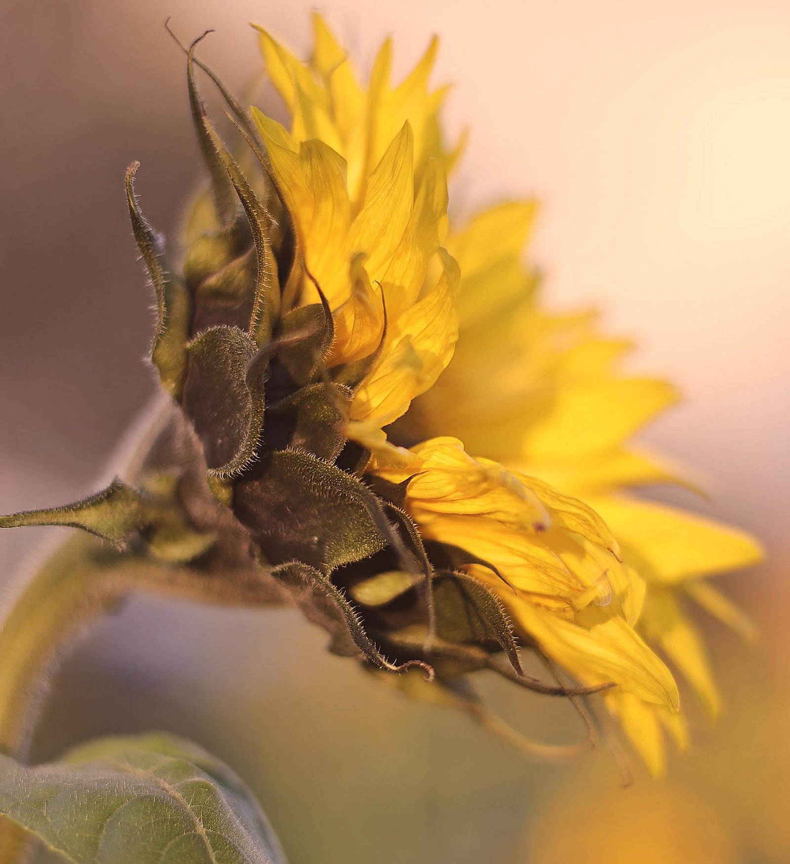 helianthus annuus life cycle