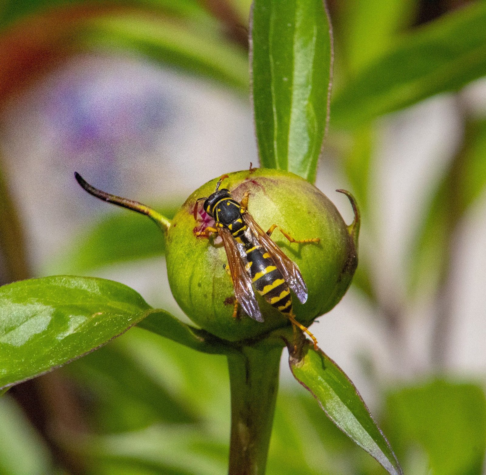 How to naturally get rid of yellow jackets
