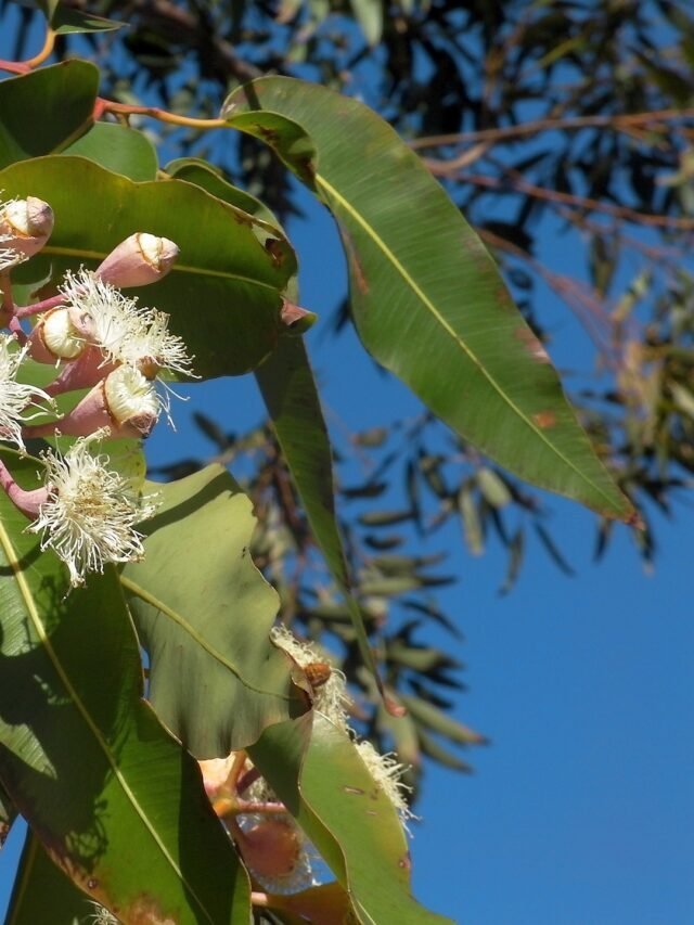 Another way to rid your garden of the pests