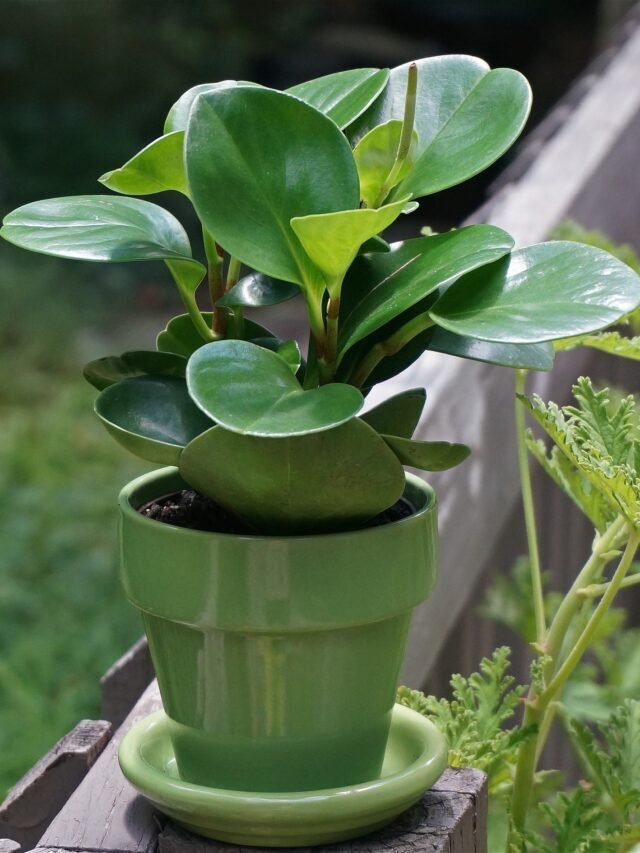 Insects are one of the worst things to have in your garden