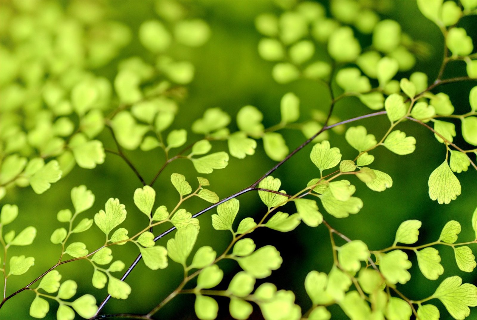 10 Of The Best Outdoor Foliage Plants To Grow