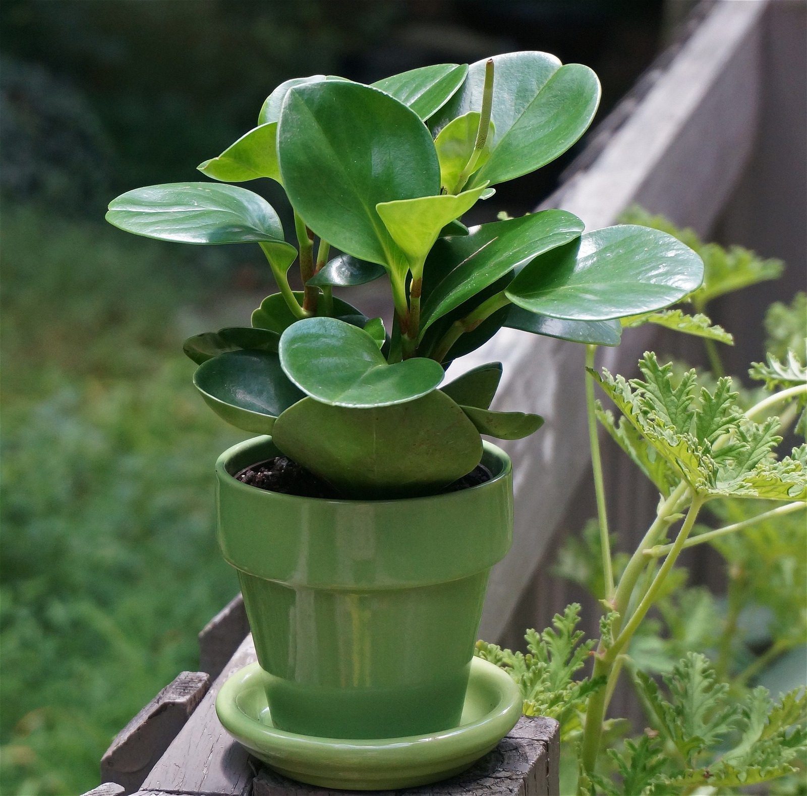 Benefits Of Houseplants