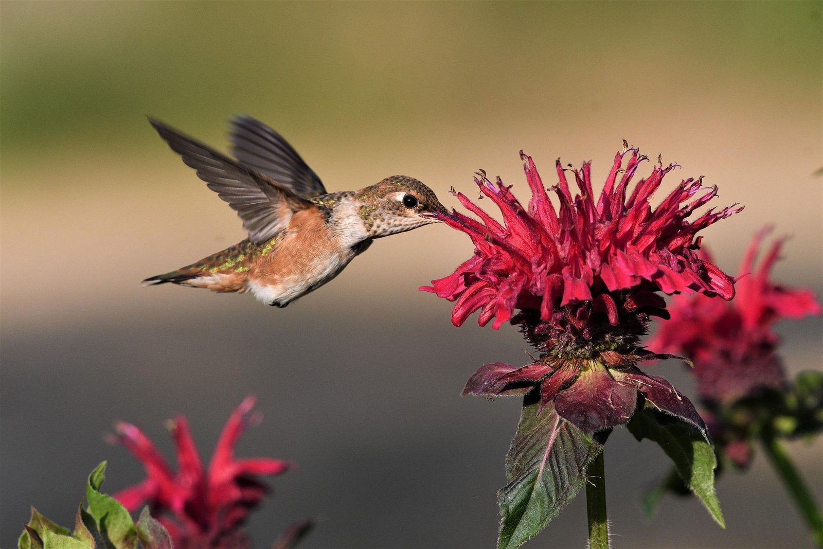 Getting Hummingbirds In Your Garden