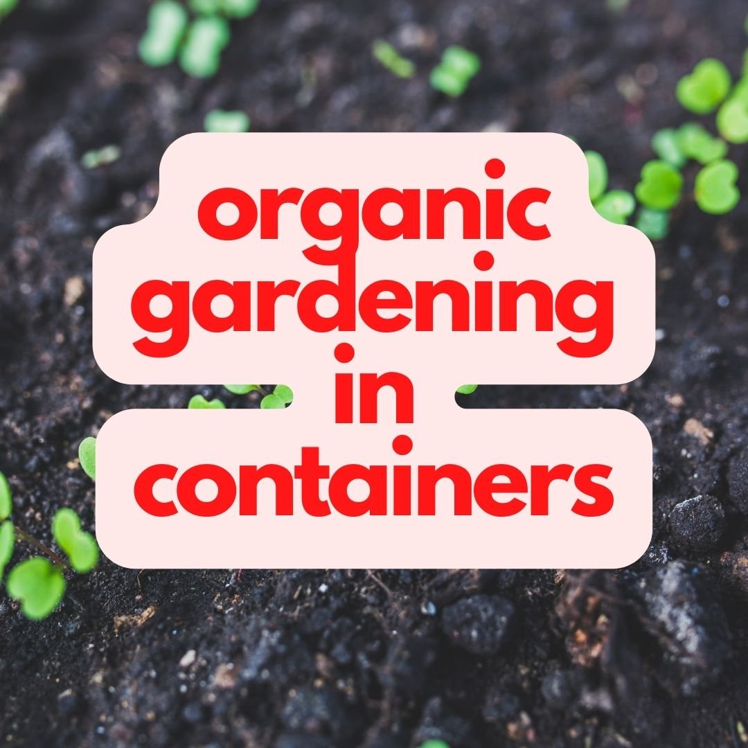 Organic Gardening In Containers
