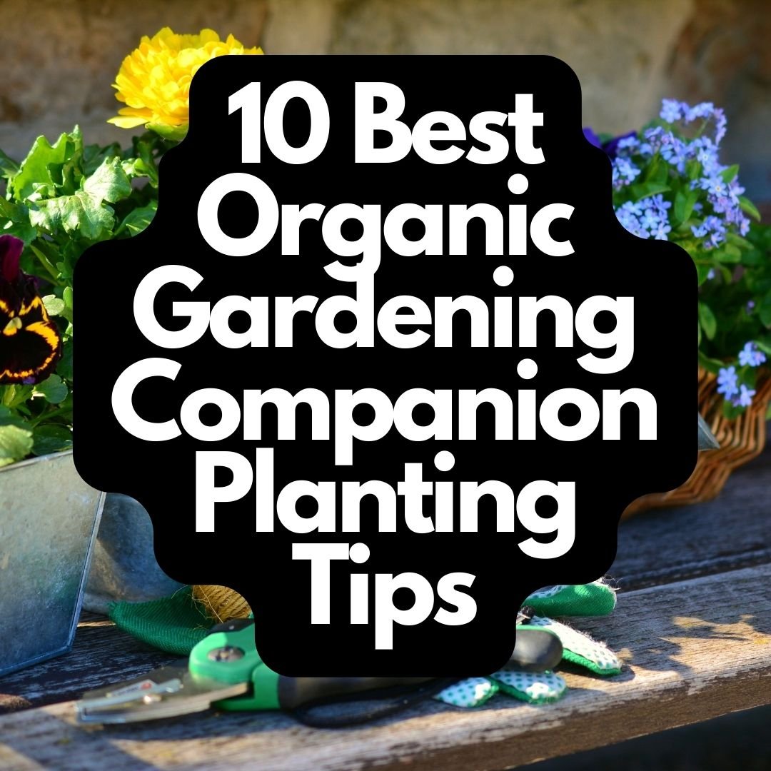 10 Best Organic Gardening Companion Planting Tips