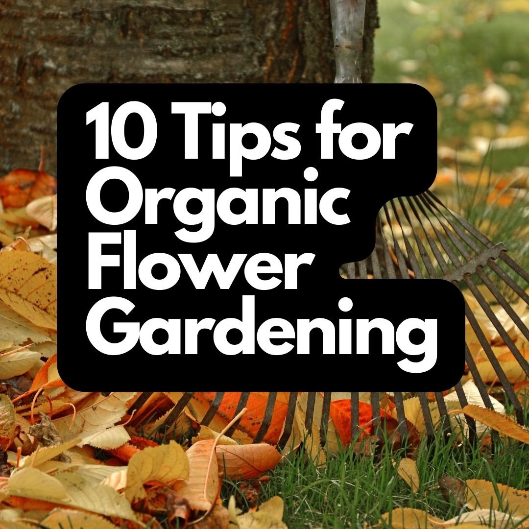Organic Flower Gardening