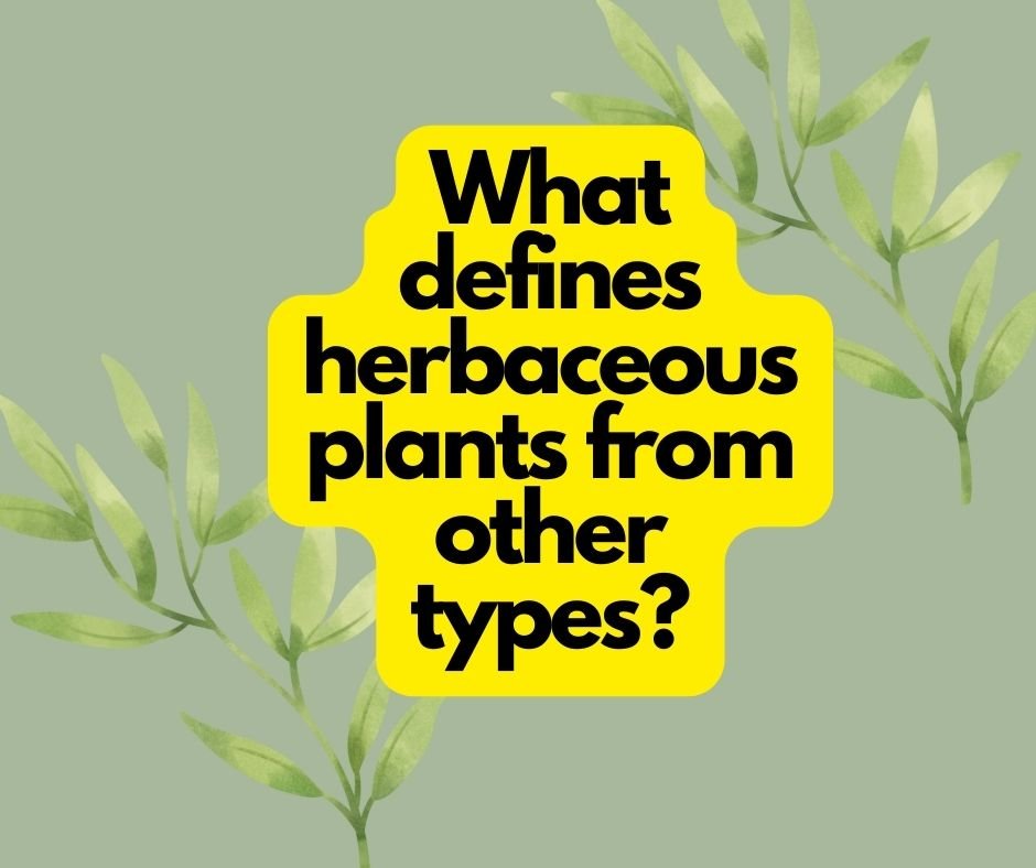 herbaceous plants