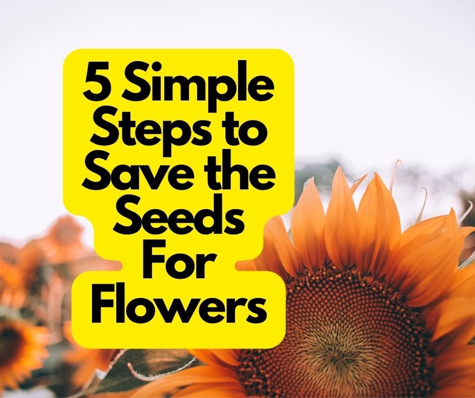 Save the Seeds For Flowers
