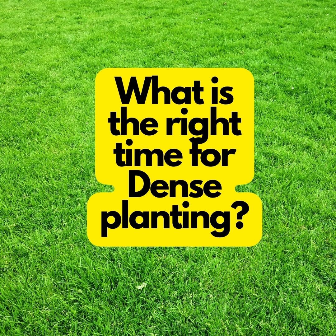 What is the right time for Dense planting?