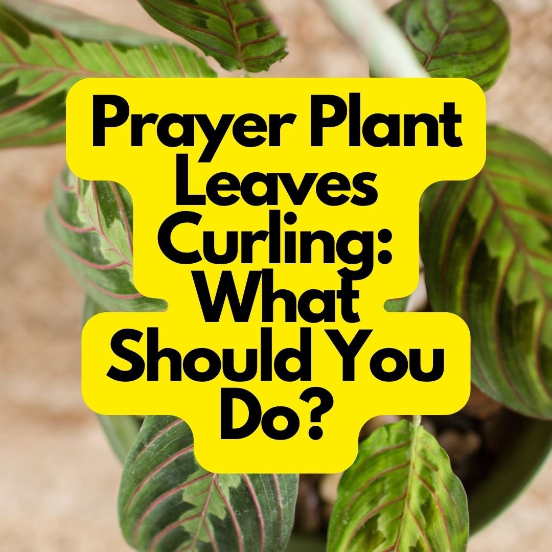 Prayer Plant Leaves Curling