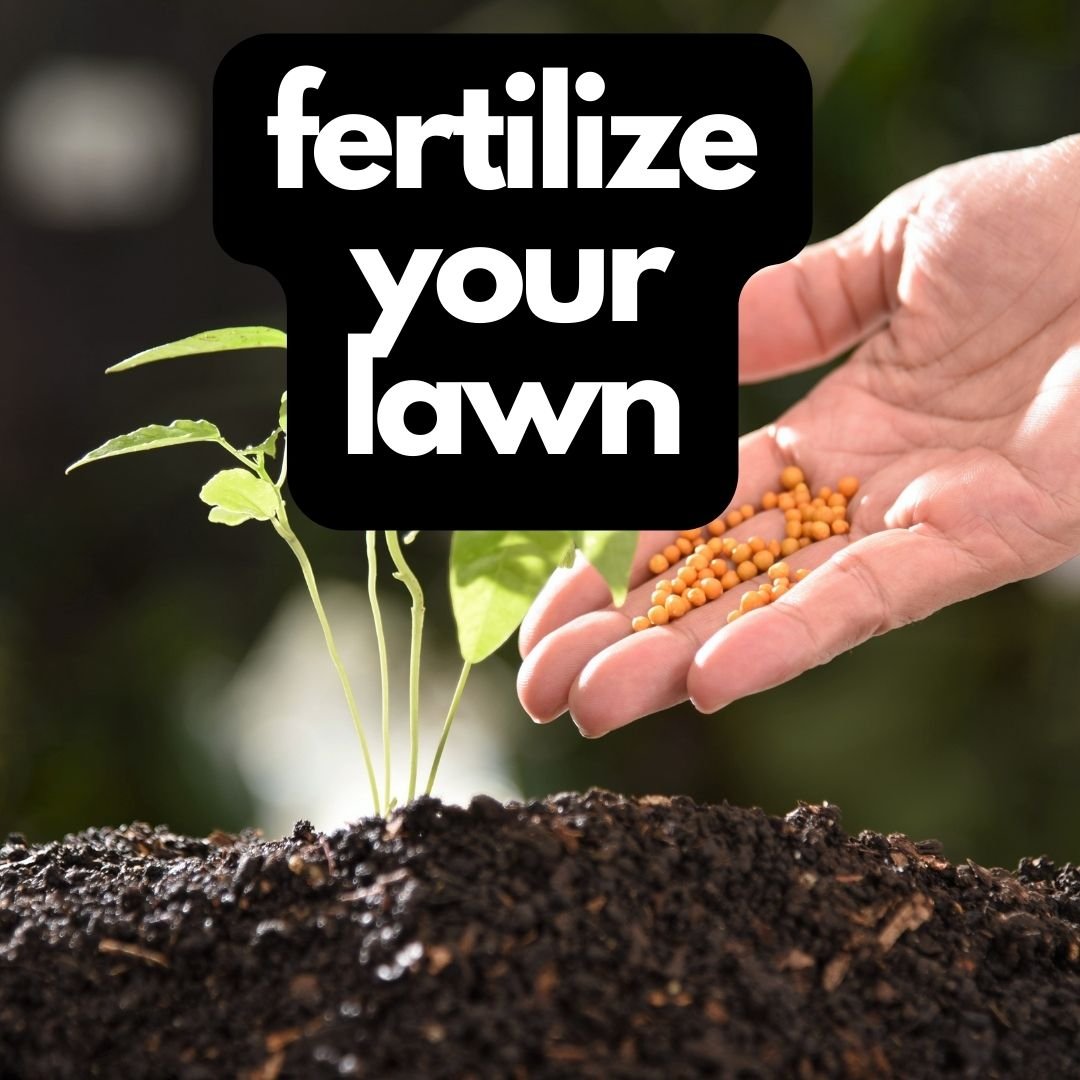fertilize your lawn