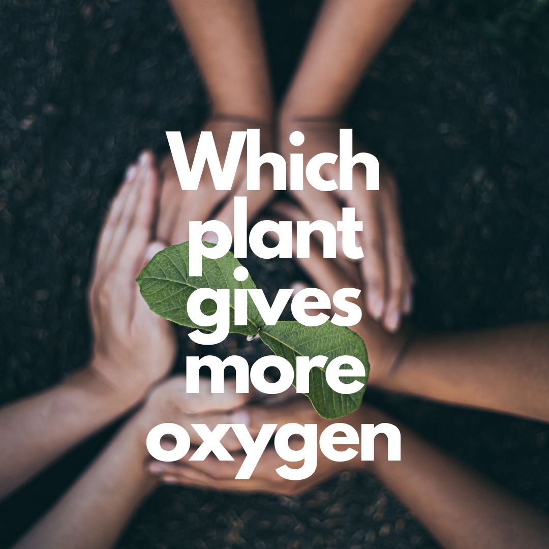 Which plant gives more oxygen, and why?
