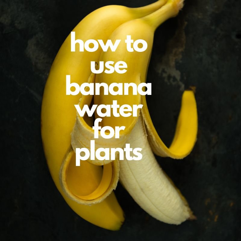 how to use banana water for plants