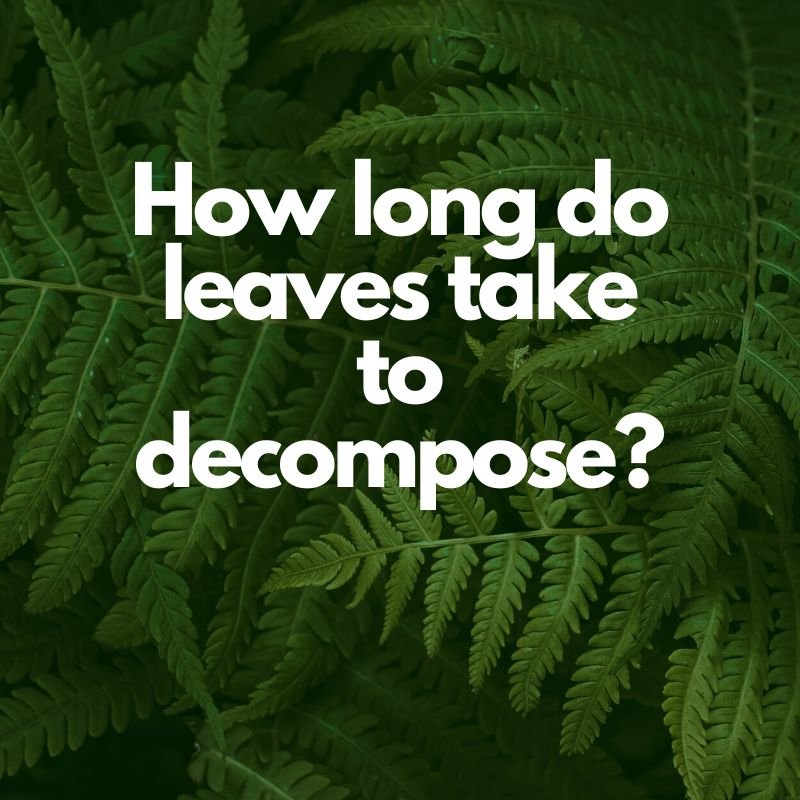 How long do leaves take to decompose?