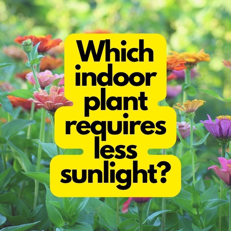 Which indoor plant requires less sunlight?