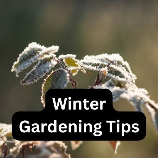 Winter Gardening