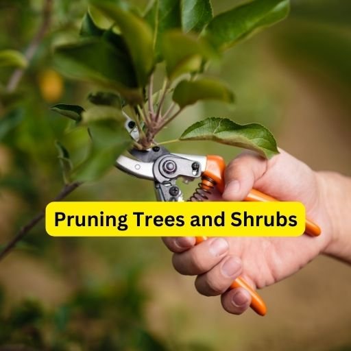 Pruning Trees and Shrubs