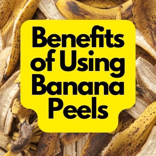 Benefits of Using Banana Peels in the Garden