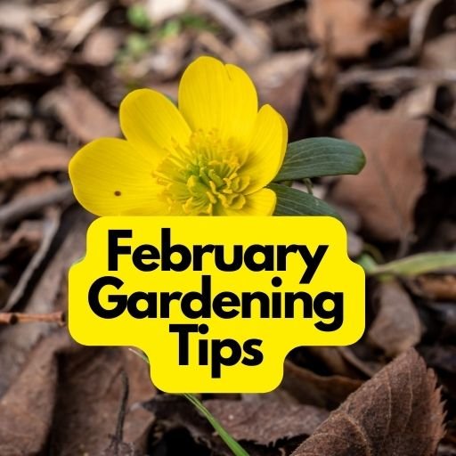 February Gardening Tips