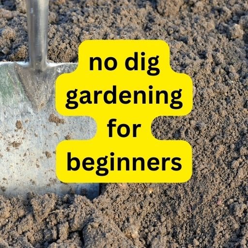 No-Dig Gardening for Beginners