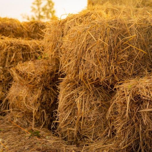 Straw Bale Gardening