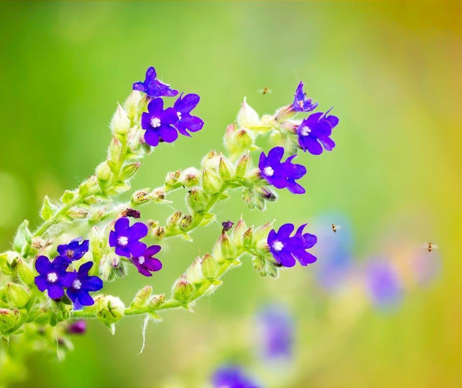 Blue Flowers for Your Garden