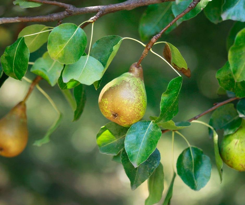 Growing Your Pears