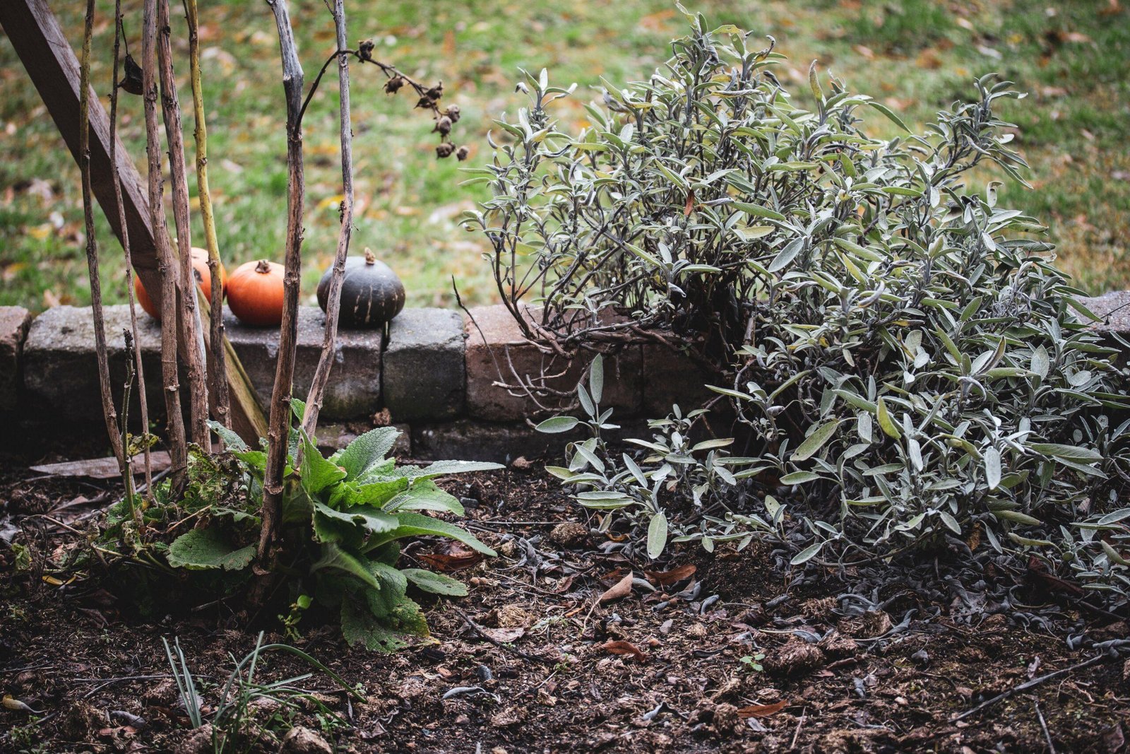 green plant on brown soil