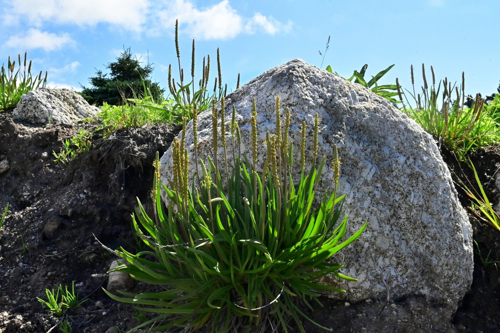 a large rock sitting on top of a lush green hillside