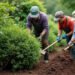 how much to pay gardeners to rip bushes out