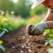 What is Seeding in Gardening?