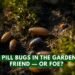 🐛 Pill Bugs in the Garden: Friend — or Foe?