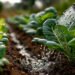 Best organic fertilizers for vegetable gardens in the US